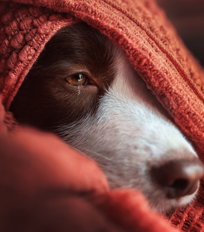 宠物 狗 动物  流泪的狗狗photo preview