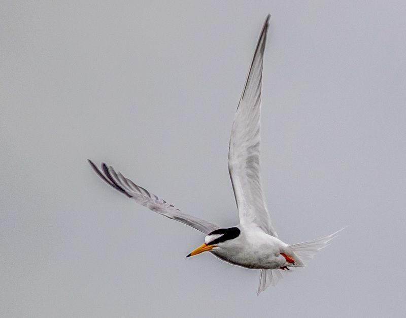 крым, заповедник «лебяжьи острова», птицы, малая крачка Малая крачкаphoto preview