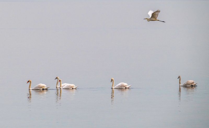 крым, заповедник «лебяжьи острова», птицы, лебедь-шипун, большая белая цапля Утренняя тишинаphoto preview
