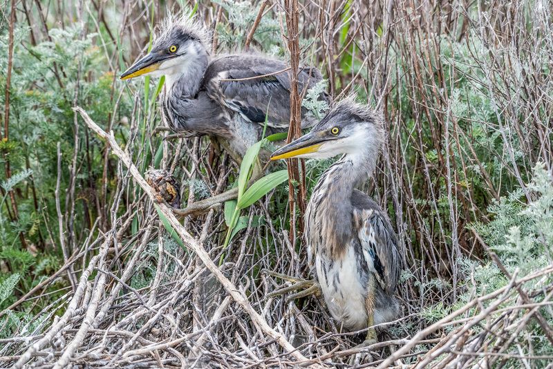 крым, заповедник «лебяжьи острова», птицы, бптенец, серая цапля Птенцы серой цаплиphoto preview