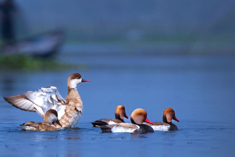 #birdphotography	 #birdsofinstagram	 #wildlifephotography	 #birds	 #naturephotography	 #bird	 #nature	 #wildlife	 #photography	 #birdwatching	 #natgeo	 #photooftheday	 #nikon	 #birding	 #naturelovers	 #canon	 #animals	 #birdlovers	 #travel	 #love	 #bestbi  фото превью