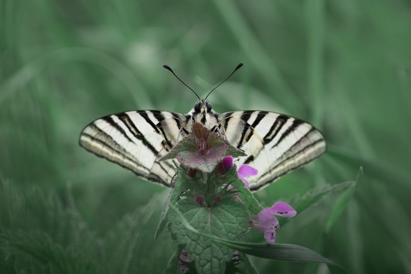 butterfly, insect, macro, бабочка, макро Fly, fly butterflyphoto preview