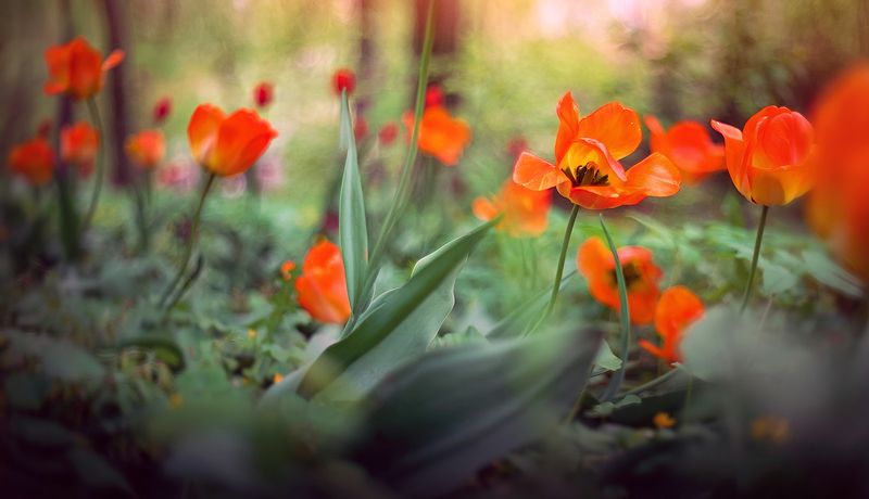 Огоньки в садуphoto preview