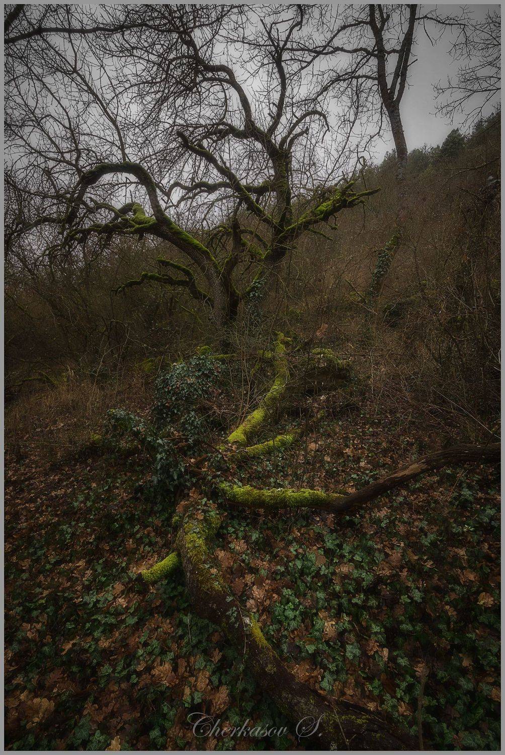 , Черкасов Сергей