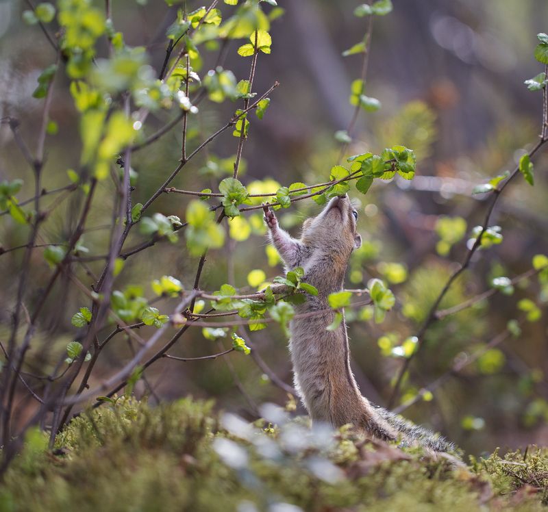нерюнгри, бурундук, якутия, дикие_животные, женялевина, евгениялевина, животныеякутии, бурундукиибелкилевиной Первые листочки фото превью