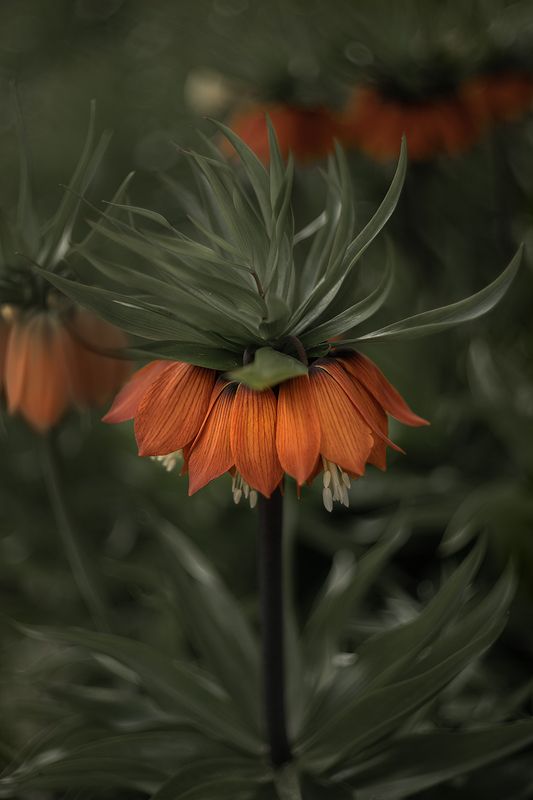 рябчик императорский, рябчик, цветы, сад, цветение, флора, цветок, природа ㅤphoto preview