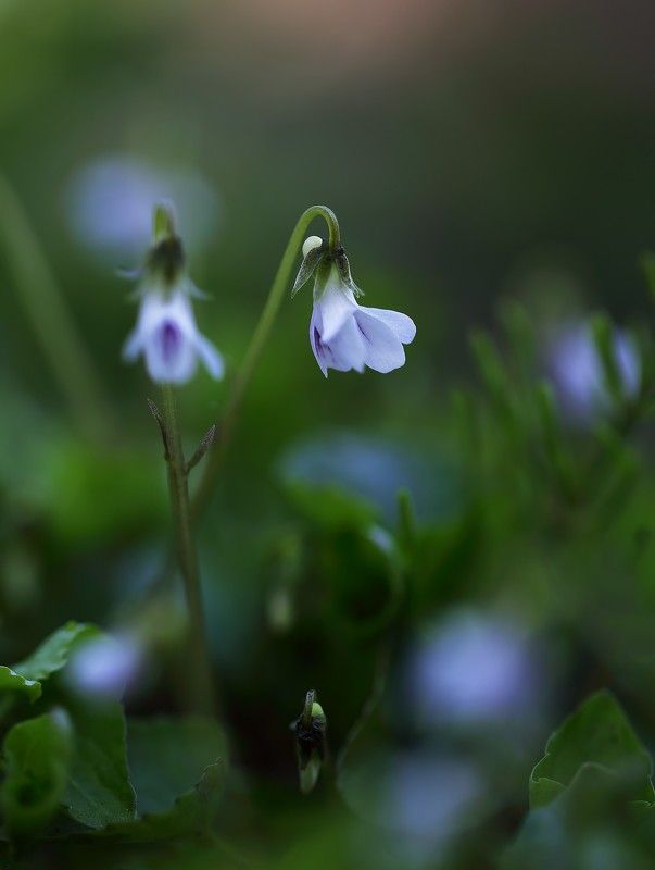 фиалка, май Скромность фото превью