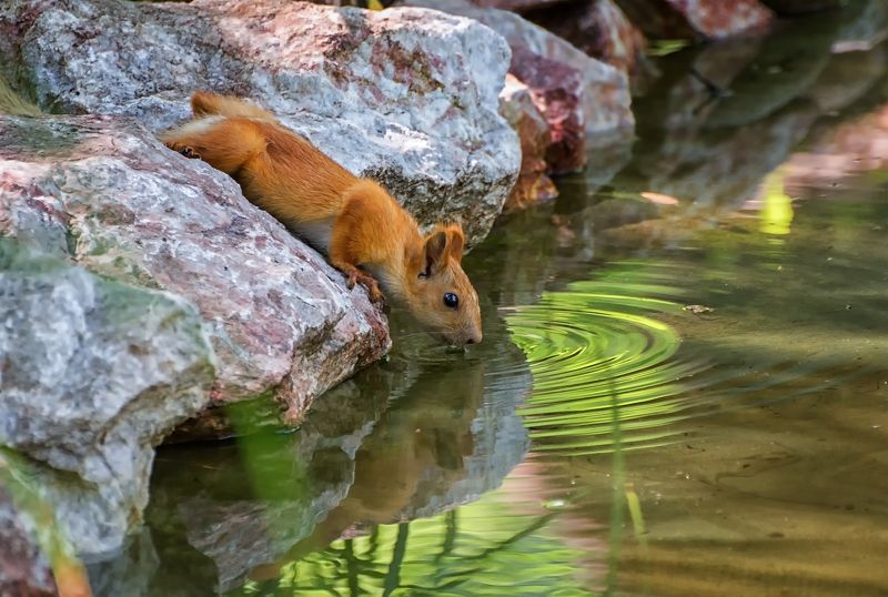белка, водопой, водоём, водопой..photo preview