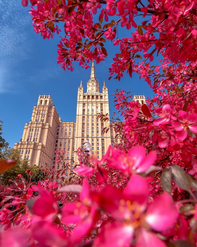 москва, яблони, баррикадная, кудринская площадь, розовые яблони, moscow, spring Розовые яблони у высотки на Баррикаднойphoto preview
