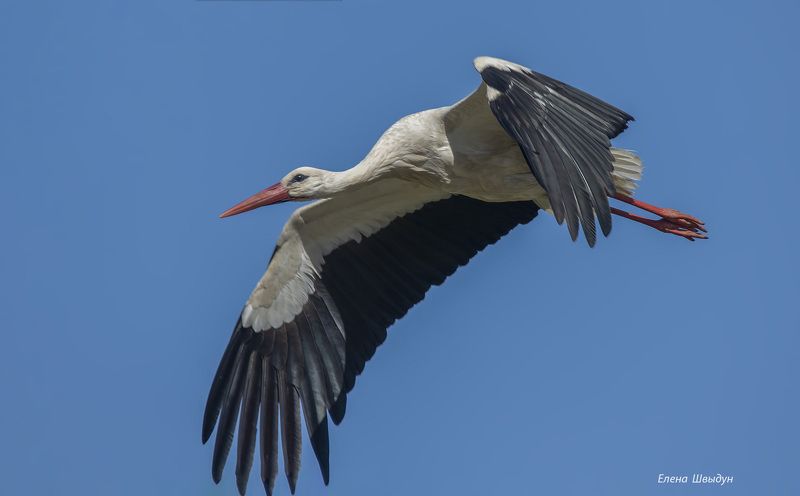 bird of prey, animal, birds, bird,  animal wildlife, nature, animals in the wild, white stork, белый аист, птицы, птица White storkphoto preview