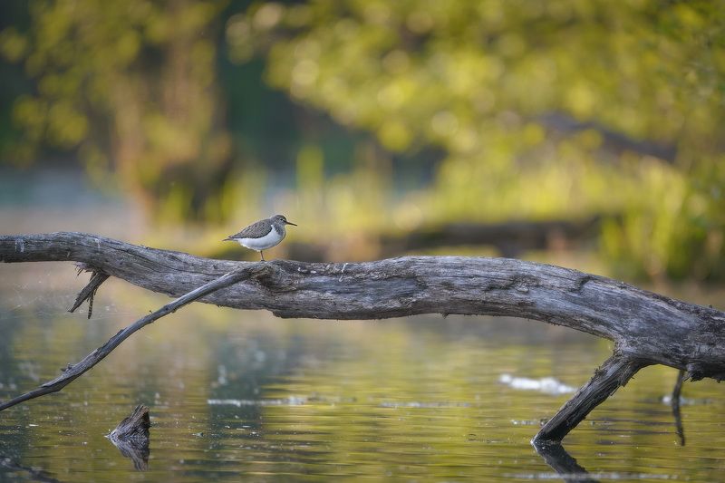 Перевозчик на закатеphoto preview