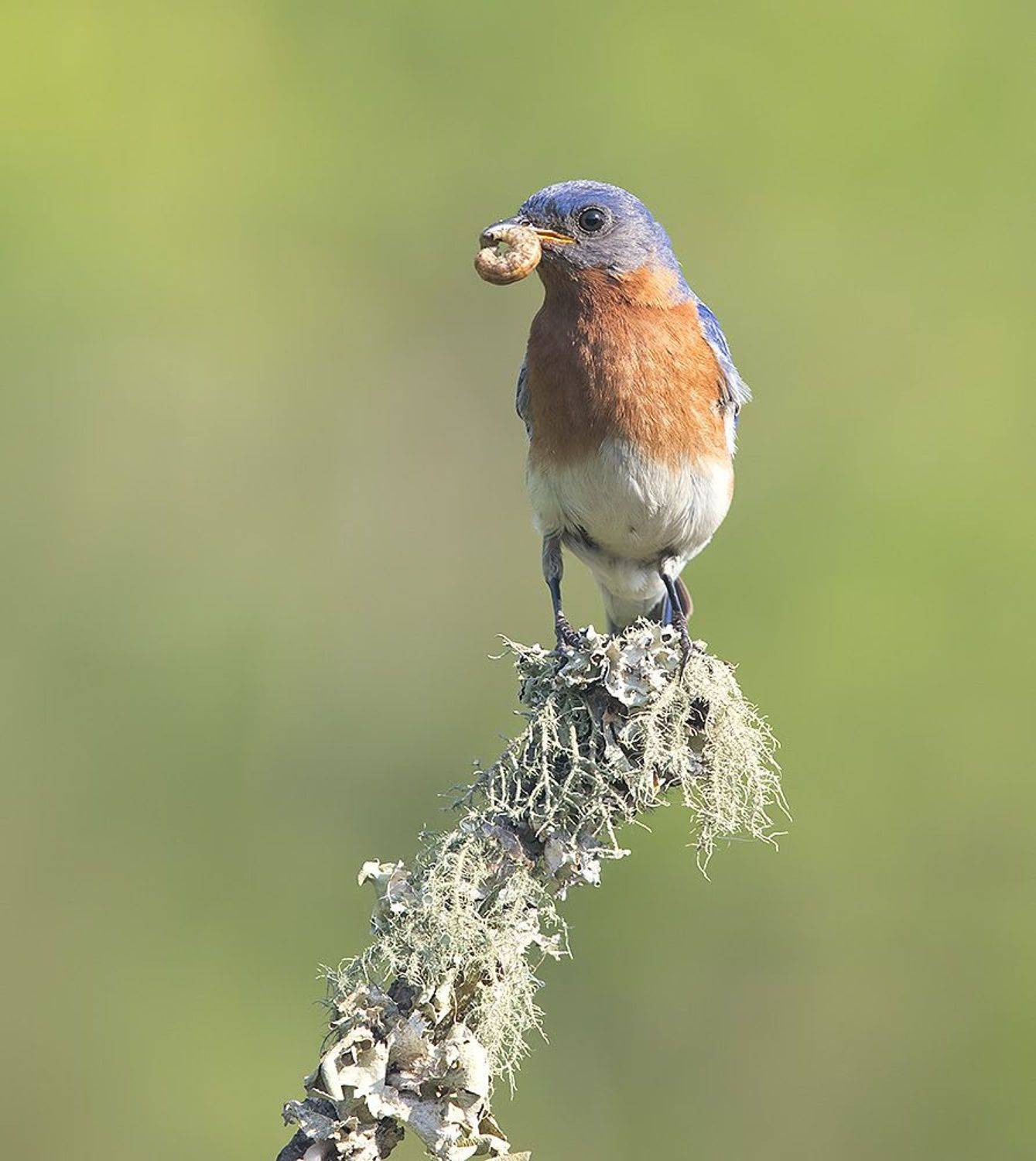 Eastern Bluebird, male -Восточная сиалия, самец. Автор: Etkind Elizabeth восточная сиалия, eastern bluebird, bluebird, Etkind Elizabeth