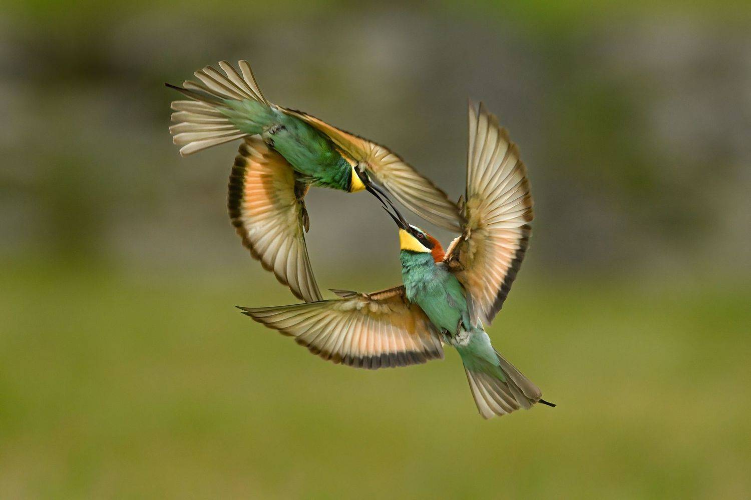 , Мартин Попов