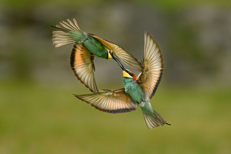 Щуркиphoto preview