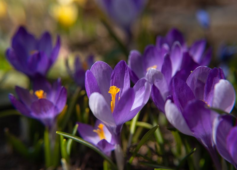 Крокусы цветы весна photo preview