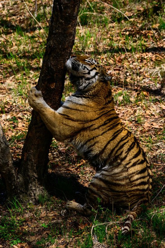 Амурский тигр у меточного дереваphoto preview