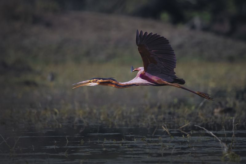 #birdphotography	 #birdsofinstagram	 #wildlifephotography	 #birds	 #naturephotography	 #bird	 #nature	 #wildlife	 #photography	 #birdwatching	 #natgeo	 #photooftheday	 #nikon	 #birding	 #naturelovers	 #canon	 #animals	 #birdlovers	 #travel	 #love	 #bestbi  фото превью