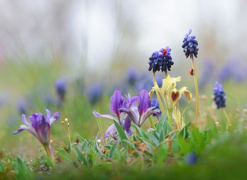 Вот и весна.photo preview
