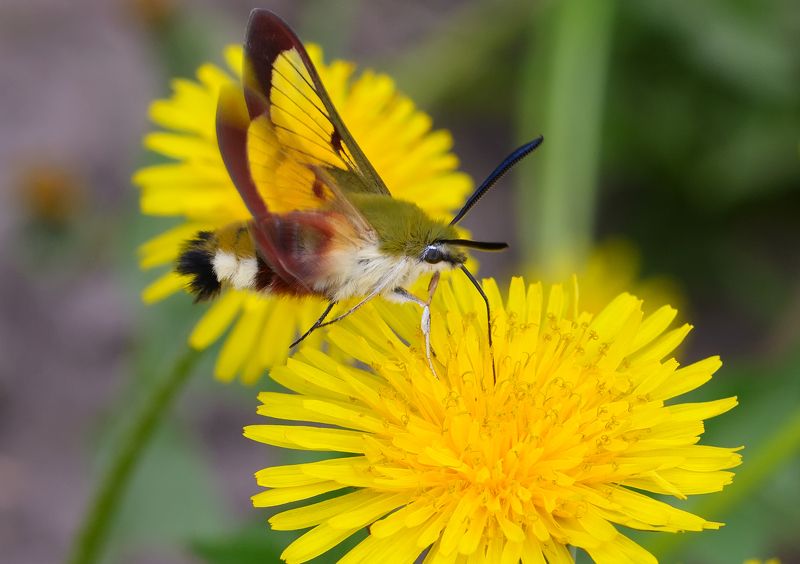 шмелевидка жимолостная, hemaris fuciformis, бражники, sphingidae, бабочка, одуванчики Жимолистовый колибриphoto preview