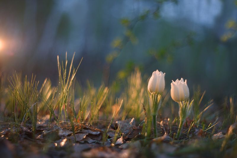 природа, весна, лес, вечер, закат, подснежник, прострел, сон-трава, цветы, первоцвет В тёмно-синем лесу... фото превью