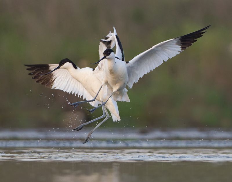 Шилоклювкиphoto preview