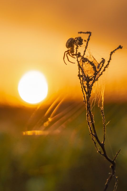 Провожая закатphoto preview