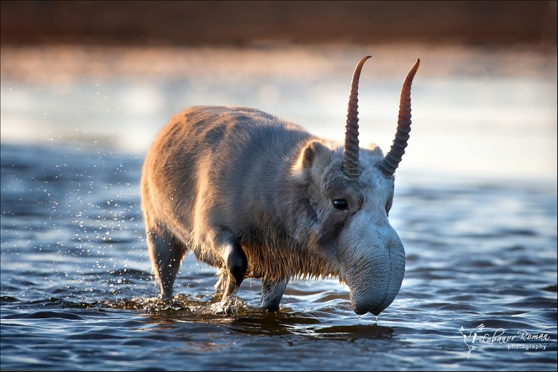 На водопое ...photo preview