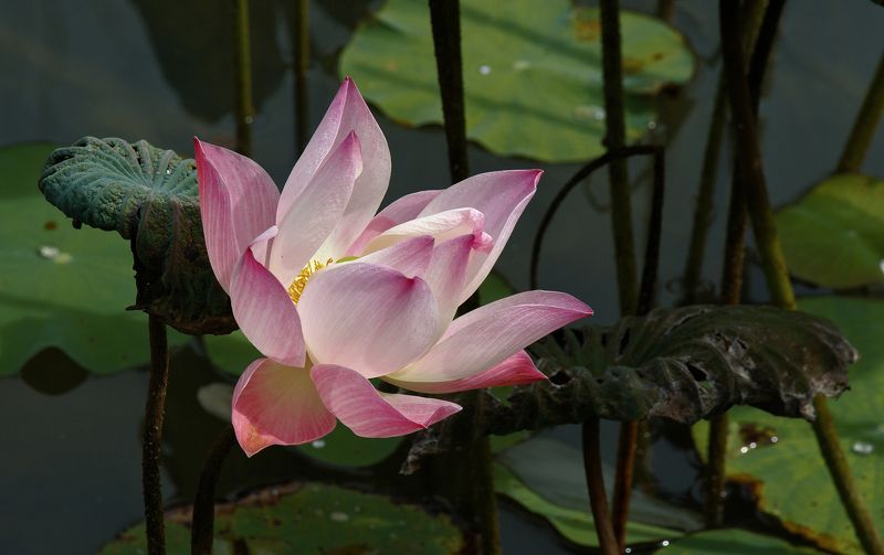 таиланд, пхукет, лотус, цветок недотрога фото превью