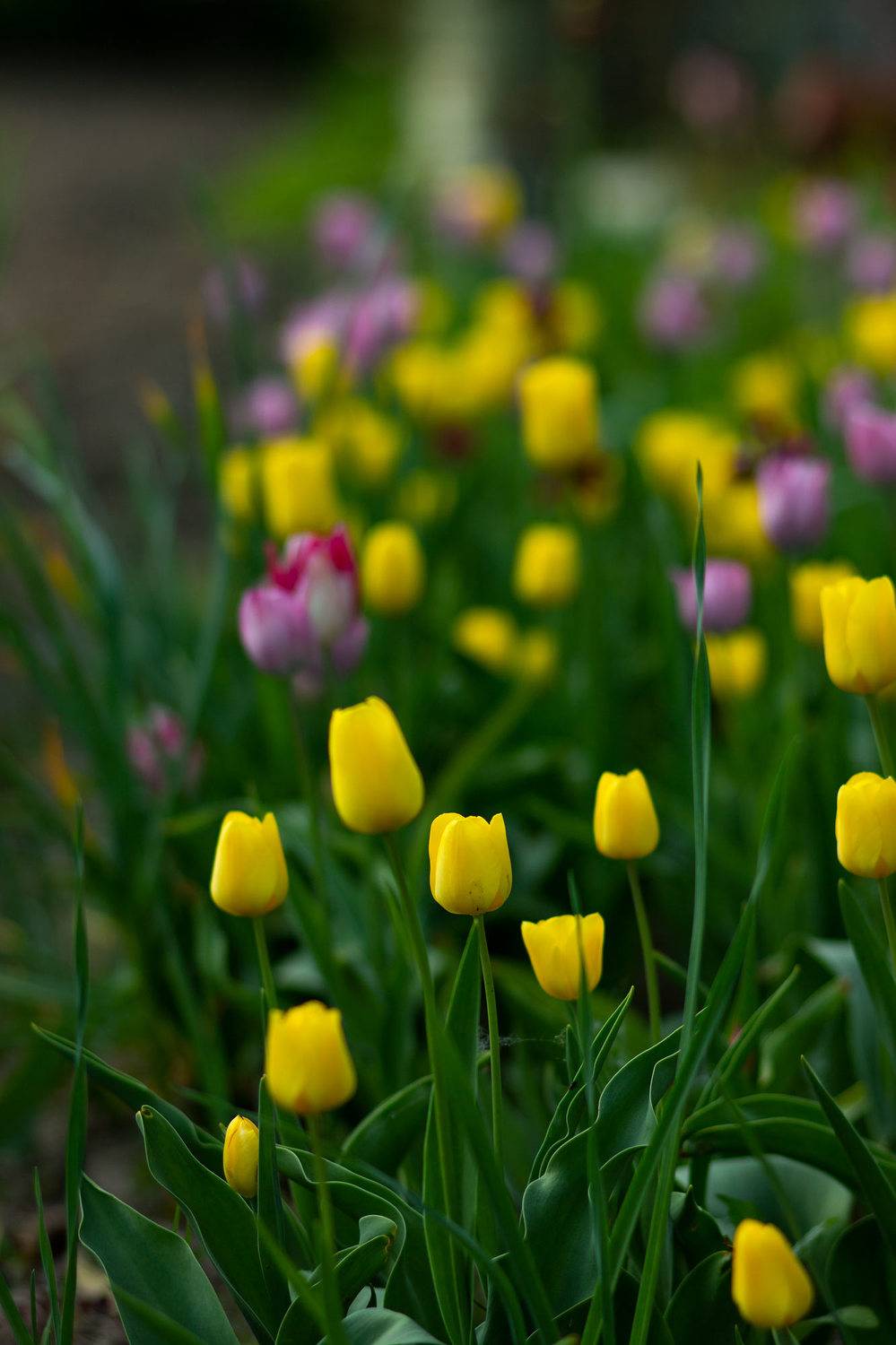 , Александр