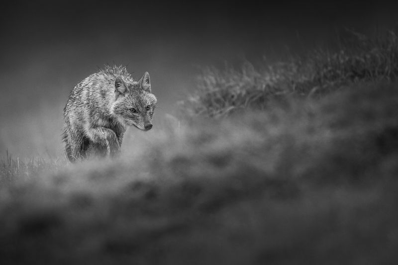 canis, aureus Canis aureusphoto preview