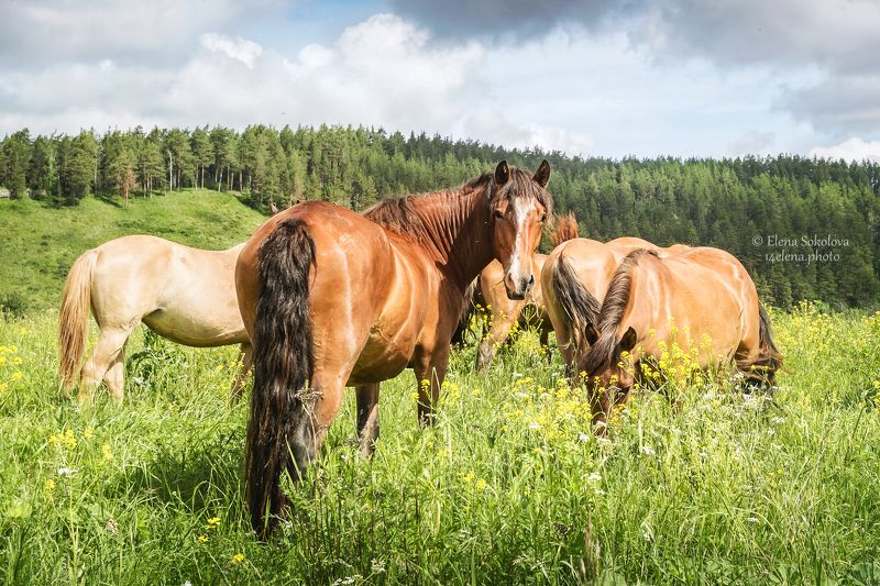 лошади, животные, лето, природа, пейзаж Лошади Башкирииphoto preview