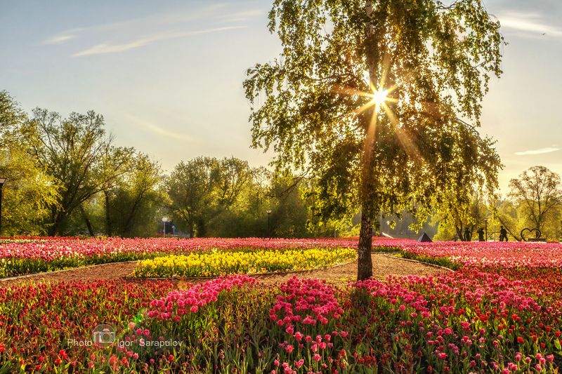 цветущая весна, цветение, фестиваль цветов, утро, тюльпаны, солнце, река в цвету, май, контровый свет, клумба,  городской парк, весна,  белгород весной, белгород в цветах, белгород, l kwanon photo, На солнечной поляночке фото превью