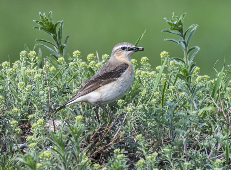 кисловодск, весна, птицы, обыкновенная каменка Обыкновенная каменкаphoto preview