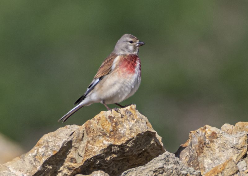 кисловодск, весна, птицы, горная коноплянка Горная коноплянкаphoto preview
