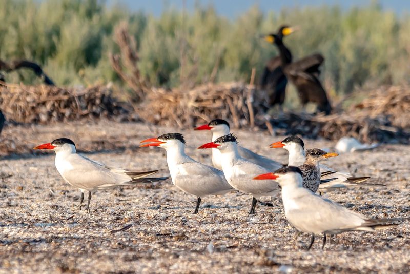 крым, заповедник «лебяжьи острова», птицы, чеграва Чегравыphoto preview