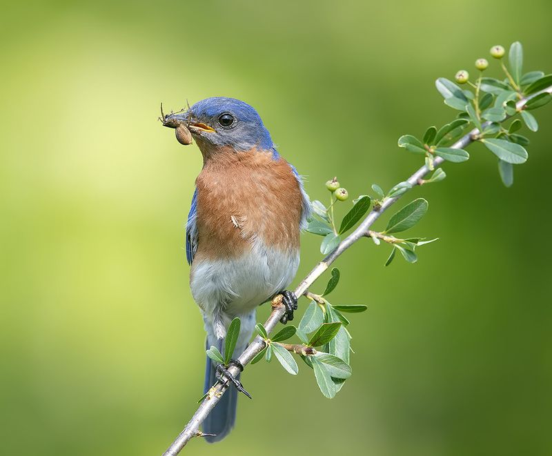 восточная сиалия, eastern bluebird,bluebird Eastern Bluebird, male - Восточная сиалия, самецphoto preview