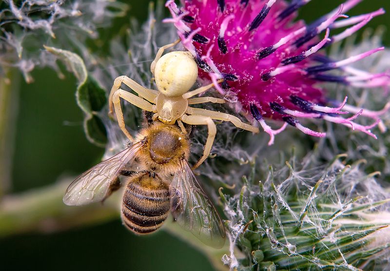 пчела, паук, охота, из жизни насекомых, макро Удачная охота цветочного паукаphoto preview