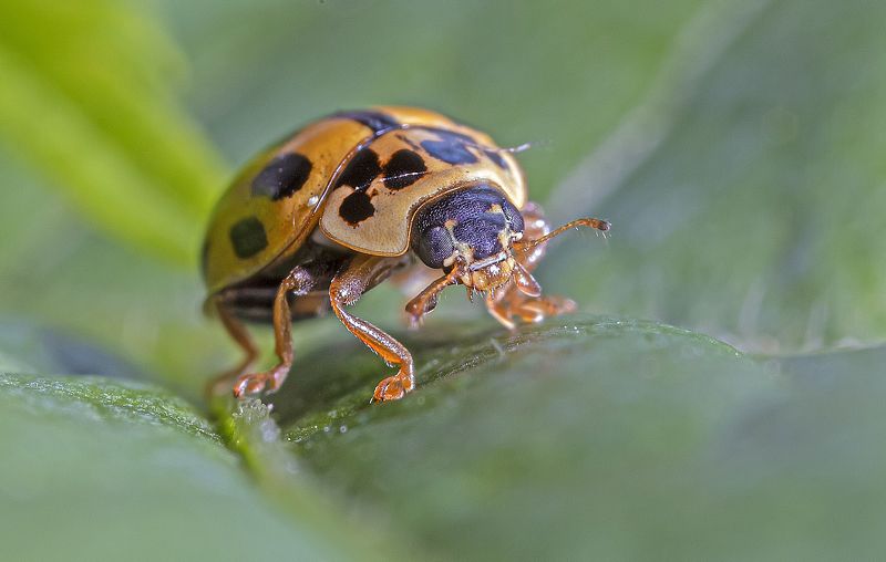 насекомые, тринадцати точечная божья коровка, жуки, лист растения Пятнистый пожиратель тлейphoto preview