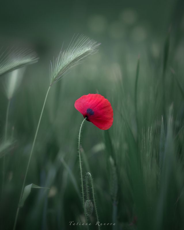 Весна....photo preview