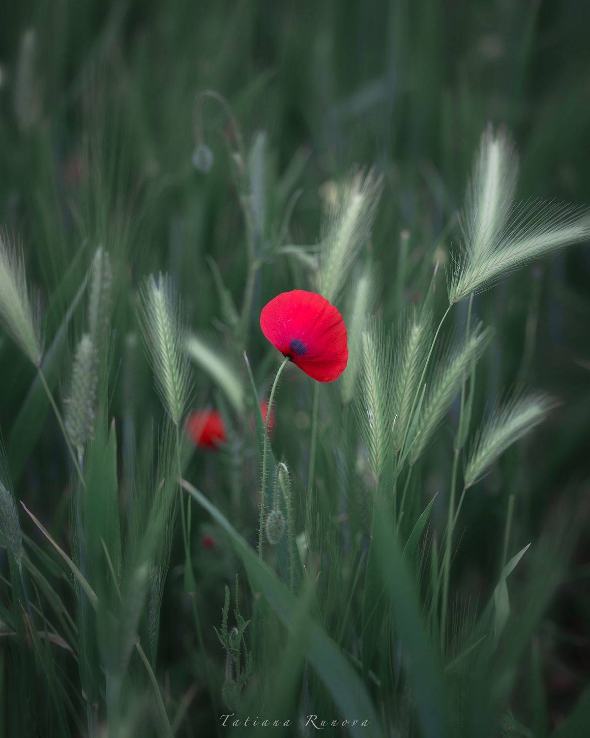 , Рунова Татьяна