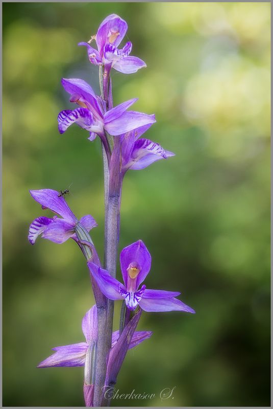 крым, орхидеи крыма, дикие орхидеи, Limodorum abortivumphoto preview