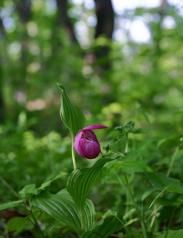 башмачек крупноцветковый cypripedium macranthos остров русский владивосток май Сезон башмачков фото превью