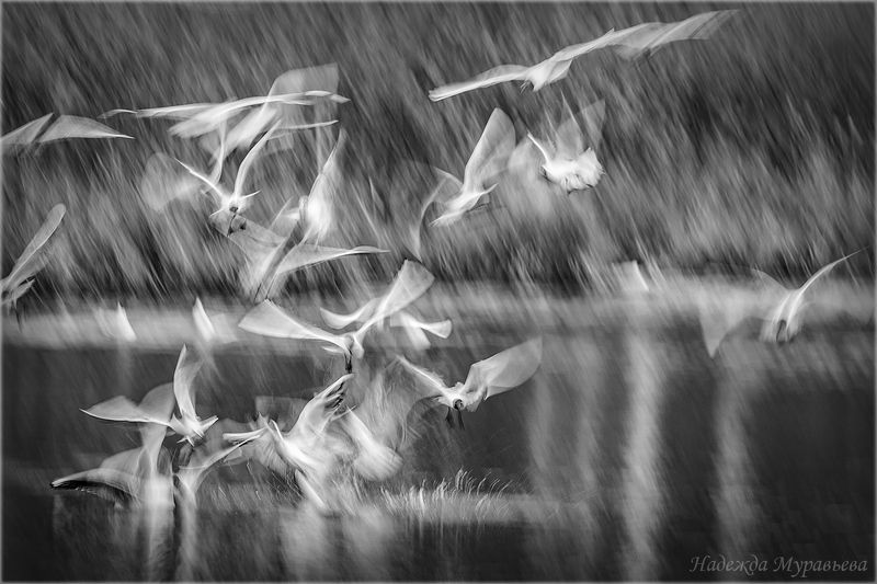 длинная выдержка, птицы, чайки, арт, движение, полёт, Стая. Тая.photo preview