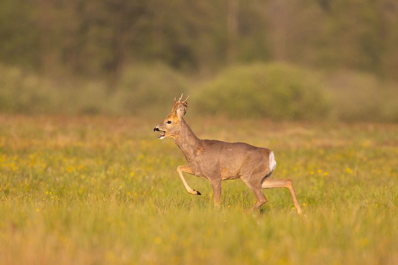 ssaki,natura,dzika przyroda,fauna,zwierzęta,podlasie,białowieża Koziołekphoto preview
