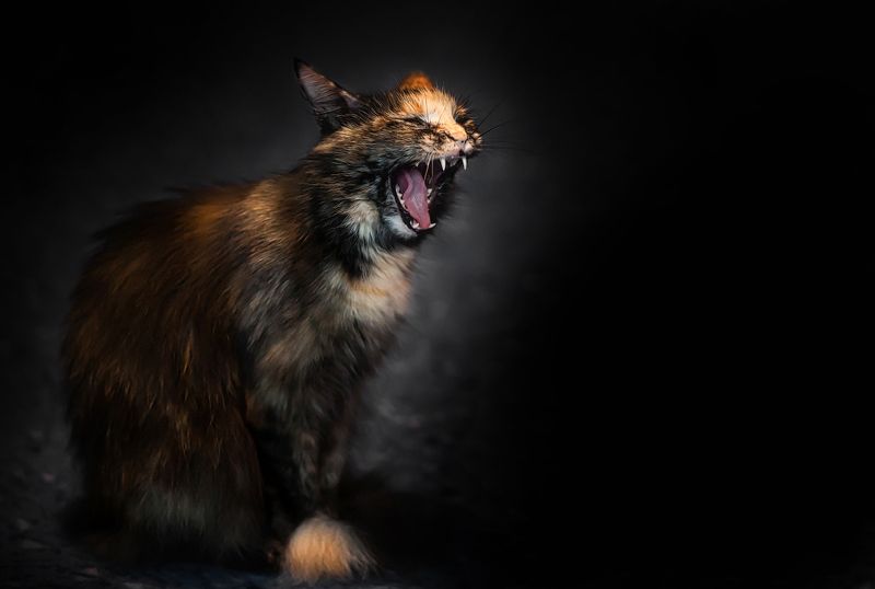 Мяу! фото превью