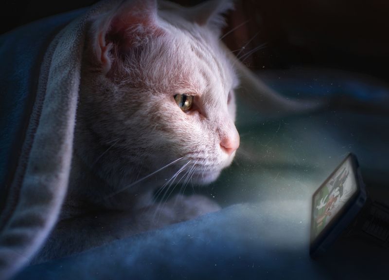 猫 宠物  熬夜眯photo preview