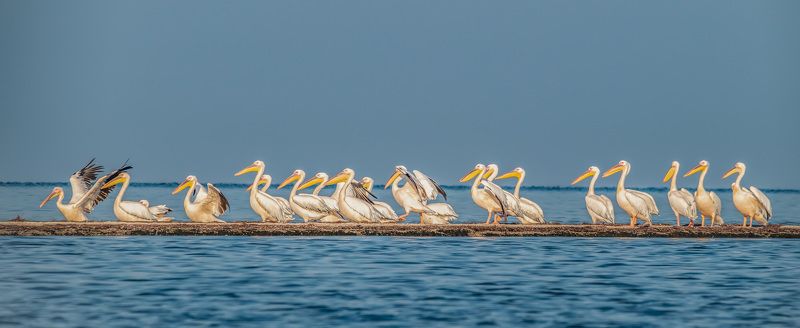 крым, заповедник «лебяжьи острова», птицы, розовый пеликан, пеликан Пеликаны на обсушкеphoto preview