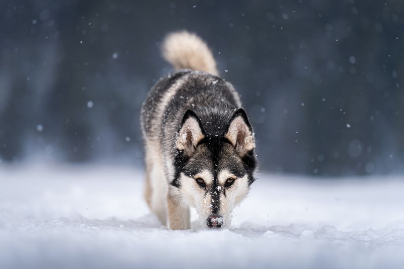 Walking on the lakephoto preview