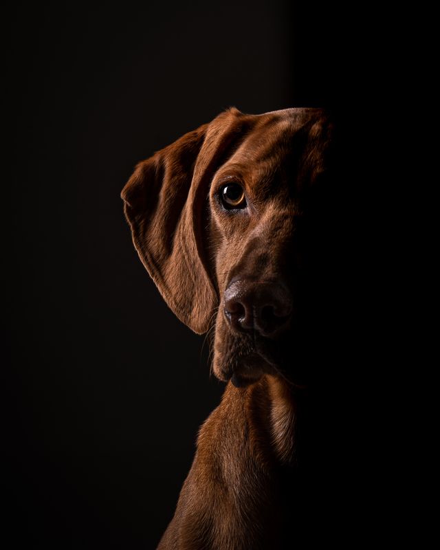 Dog portrait with split lightingphoto preview
