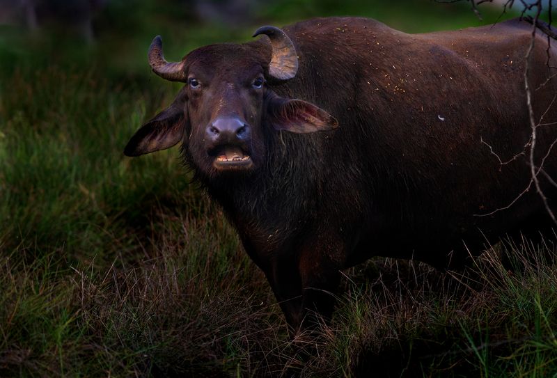 animal.buffalo,bison,cow,beast,gaur,yak,grass.watching,staring,wild,big,dark,black,jungle,prey Beastphoto preview